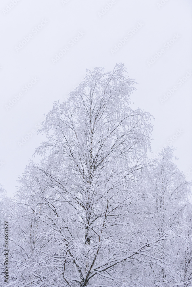The forest has covered with heavy snow and clear blue sky in winter season at Lapland, Finland.