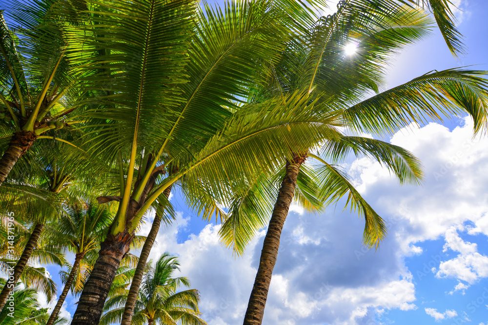 Fototapeta premium Green coconut palm trees against blue sky