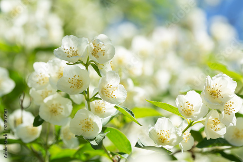 jasmine flowers in a garden
