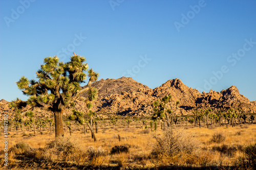 Lone Joshua Tree Framed Against Mountain Backdrop