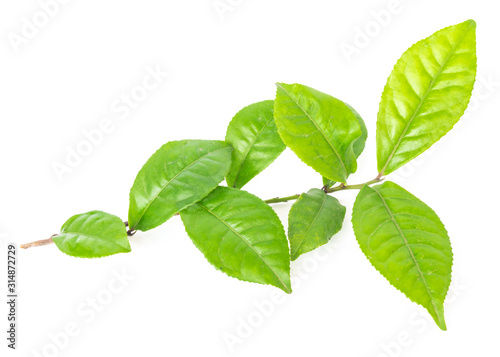Studio shot organic green tea leaves branch isolated on white
