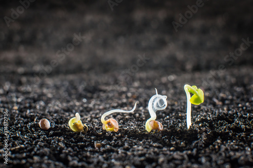 Concept of seed germination in the ground close up