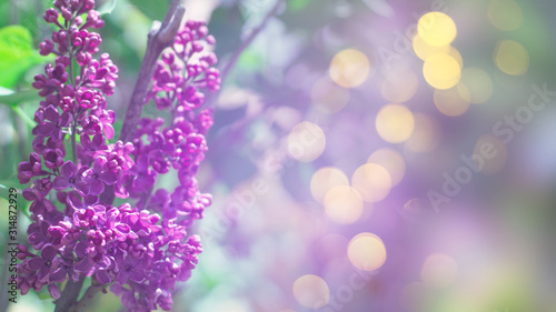 Delicate floral background. Blurred background with spring flowers, bokeh. Bouquet of lilac close-up © Laura Сrazy