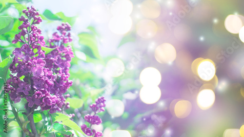 Delicate floral background. Blurred background with spring flowers  bokeh. Bouquet of lilac close-up