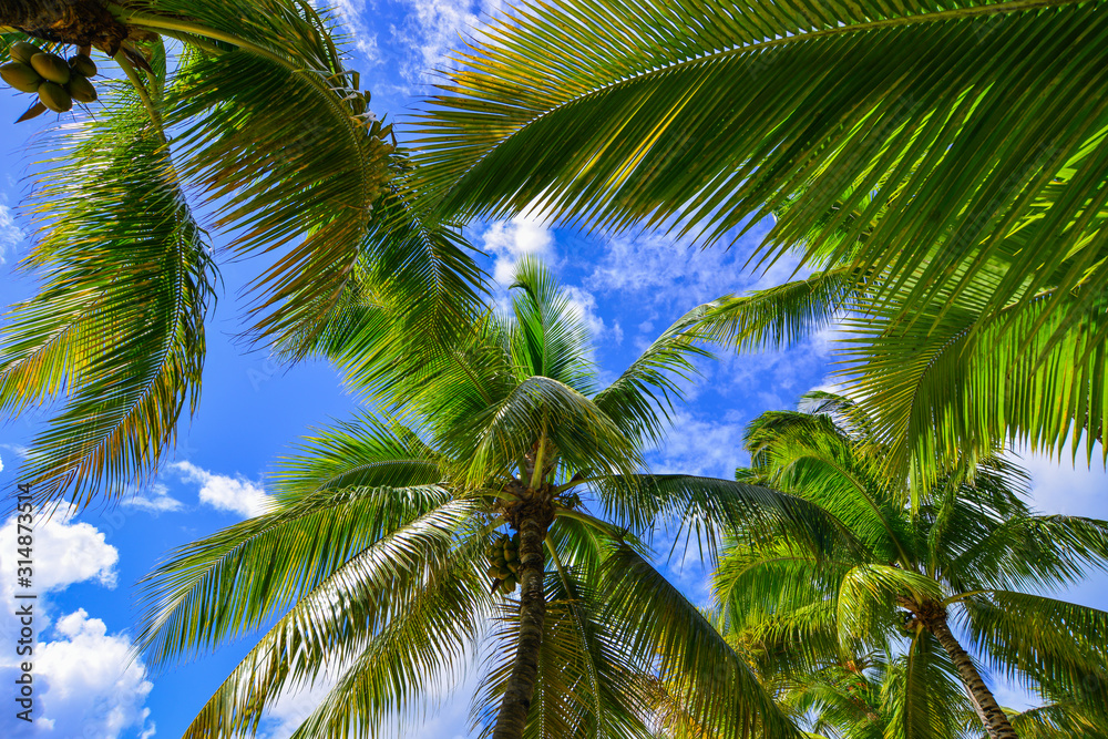 Green coconut palm trees against blue sky Green coconut palm trees against blue sky