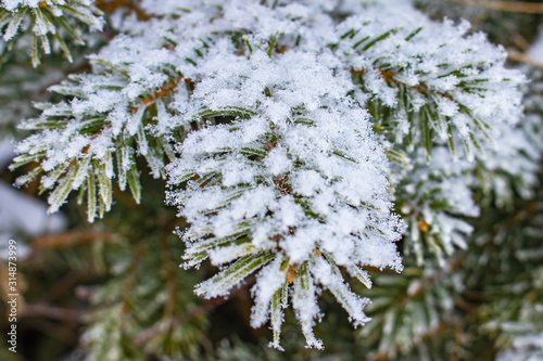 Snow covered Christmas tree branch.