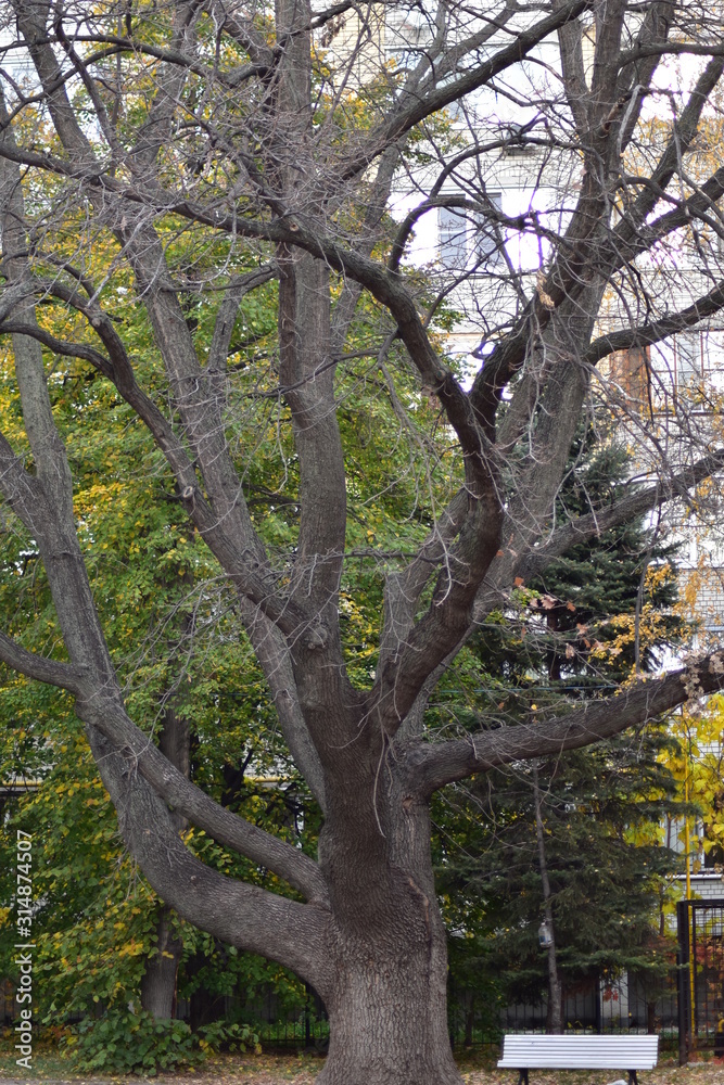 tree in the park