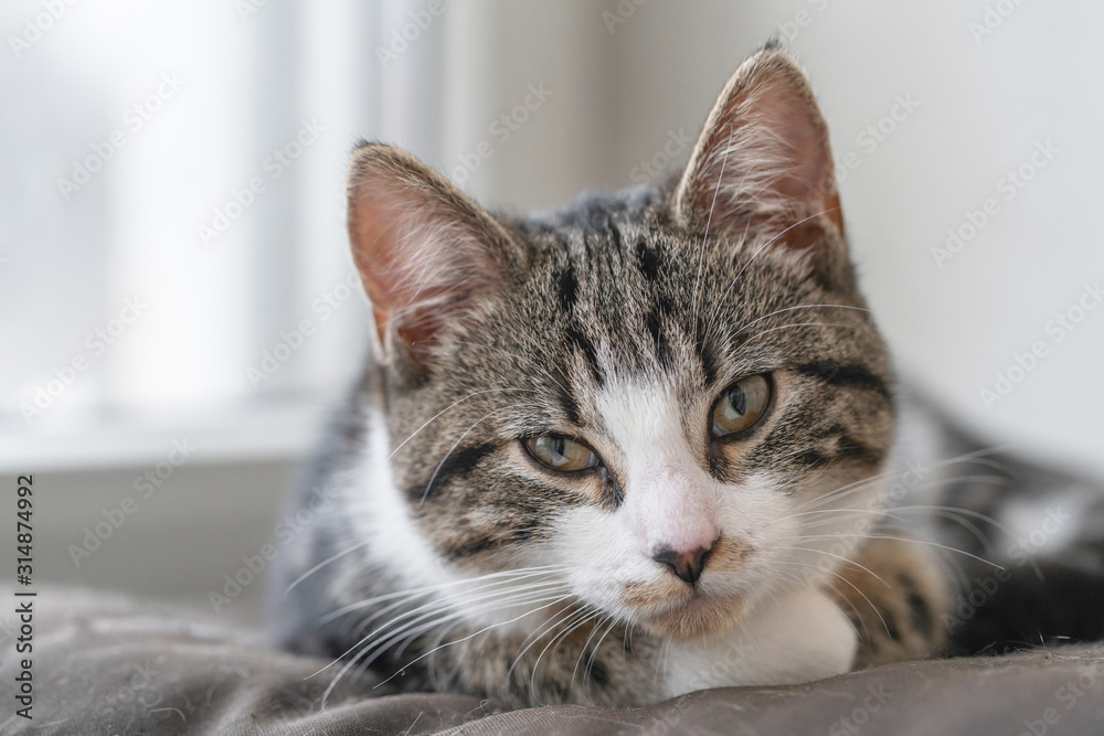 Obraz premium Cute young cat basking in the sun on a windowsill