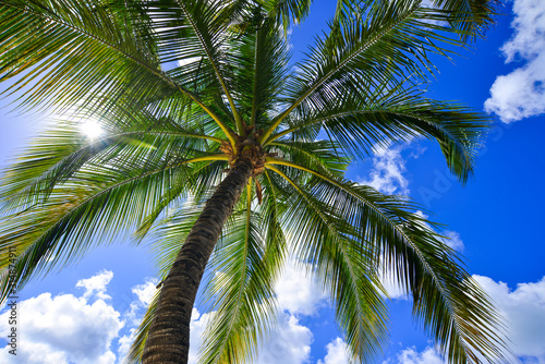 Green coconut palm trees against blue sky