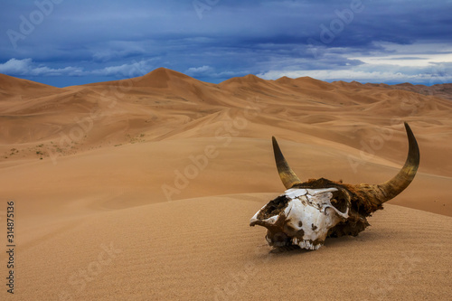 Bull skull in the sand desert and storm clouds. Death concept.