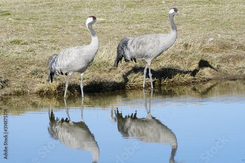 grus grus photo