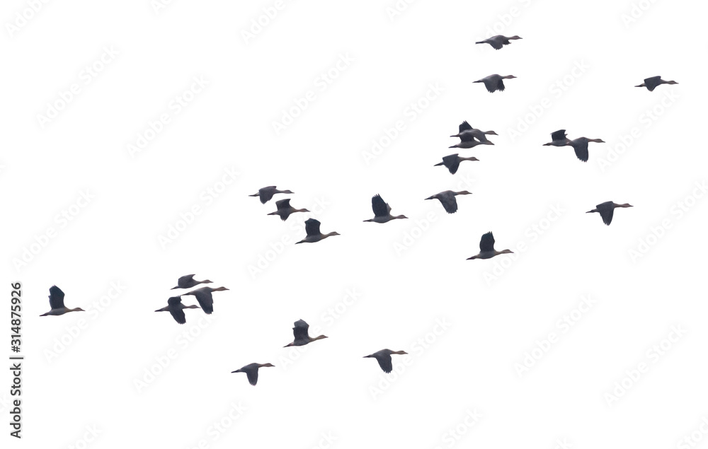 Many species of ducks migrate, or travel, every winter to somewhere warmer. These aquatic birds, also known as waterfowl, can be found in both fresh water (like lakes and rivers) and salt water bodies Many species of ducks migrate, or travel, every winter to somewhere warmer. These aquatic birds, also known as waterfowl, can be found in both fresh water (like lakes and rivers) and salt water bodies