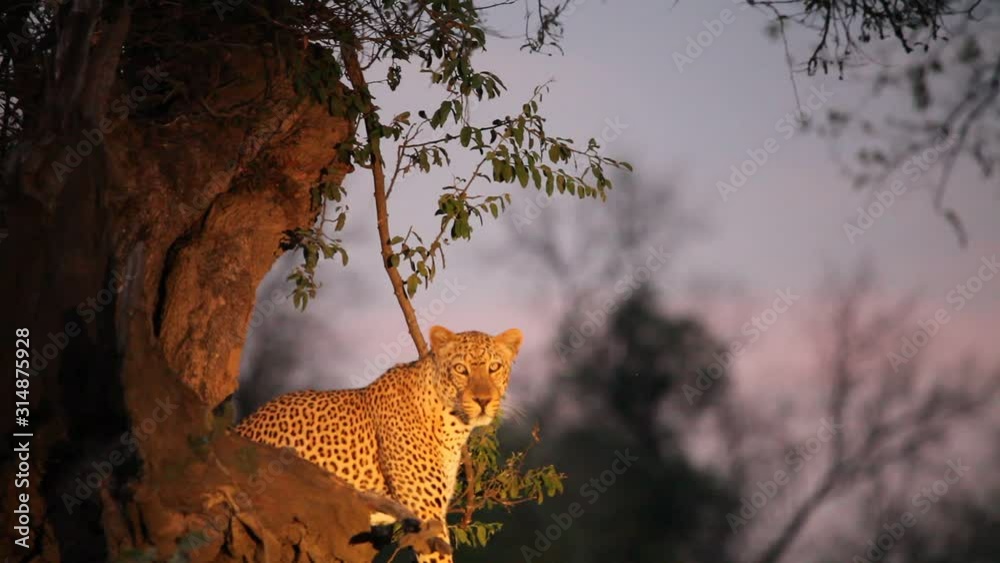 The huge African leopard (PAnthera pardus) male calmly sitting under the big dry tree. Green background, evening sun. Zambia, South Luangwa.