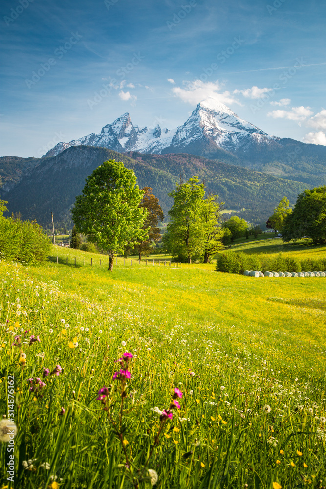 Idyllic mountain scenery in the Alps with blooming meadows in springtime