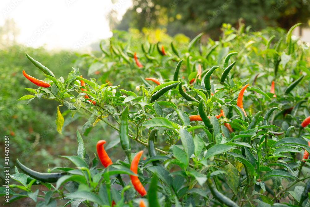 Red and green ripe chillies in plant garden.