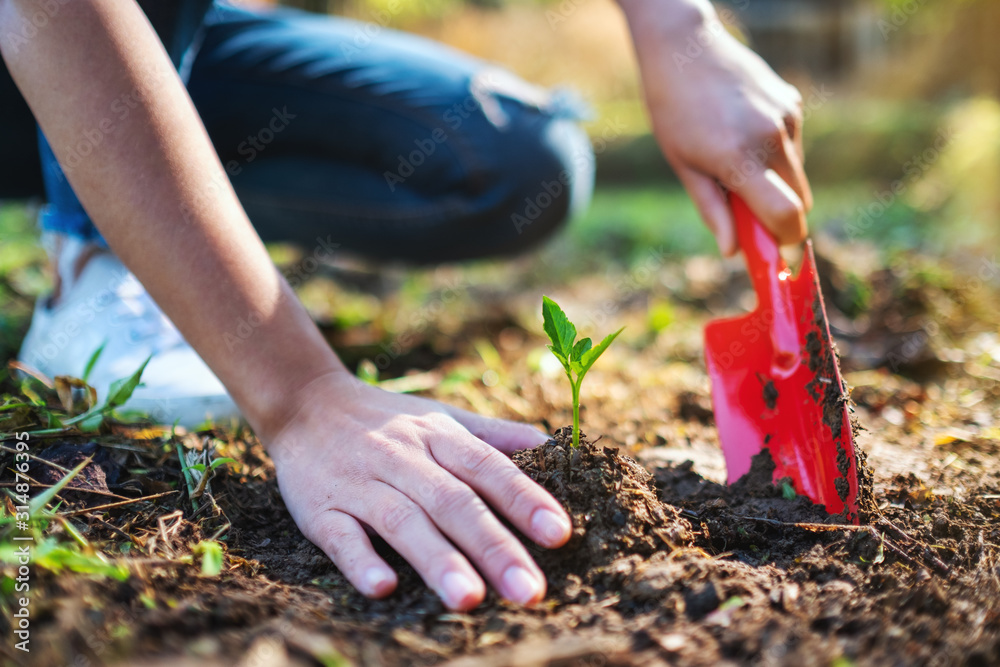 Fototapeta premium Closeup image of a woman using shovel to plant a small tree in the garden