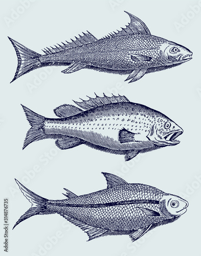Set of three different fishes from the Amazon region in South-America in side view, after antique illustration from 17th century