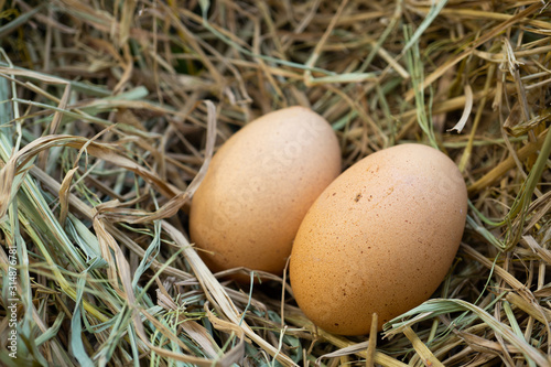 Close up fresh organic eggs on nest background.