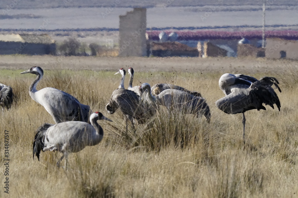 Obraz premium common crane