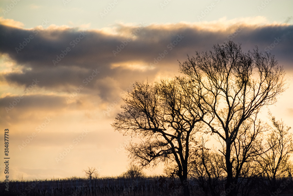 Silhouette of trees at sunset in Burgenland