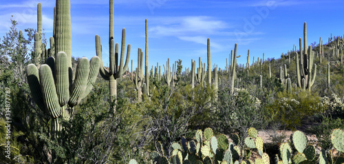 Saguaro Cactus here growing in the Sonoran Desert Arizona, USA also grow in Mexico