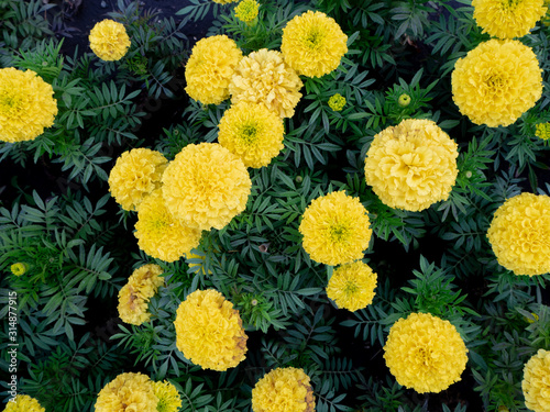 many yellow flowers of the marigold growing in the flower bed. the view from the top