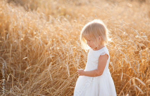 Little cute girl stands in the middle of a wheat field in summer, holds ears of wheat in her hands and looks at them.