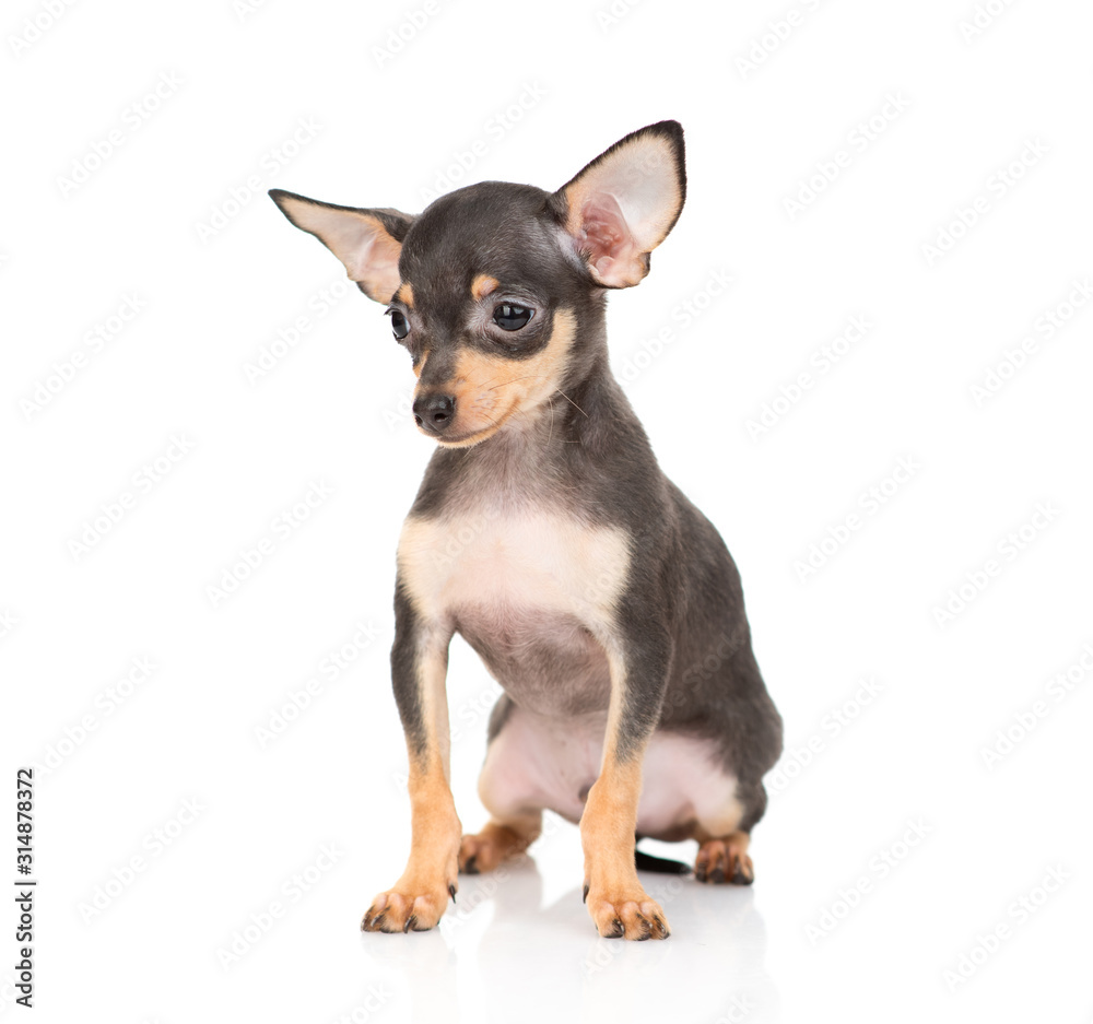 The puppy of that terrier sits and looks aside. Isolated on a white background