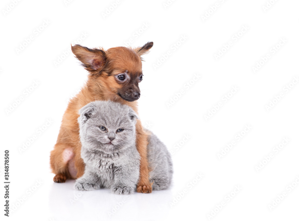 The puppy of that red-haired terrier looks hugs a British gray kitten, the kitten falls asleep. Isolated on a white background