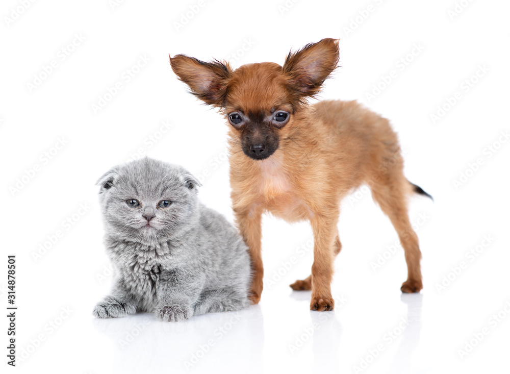 Obraz premium A red-haired toy terrier puppy sits next to a gray British kitten, looking at the camera. Isolated on a white background