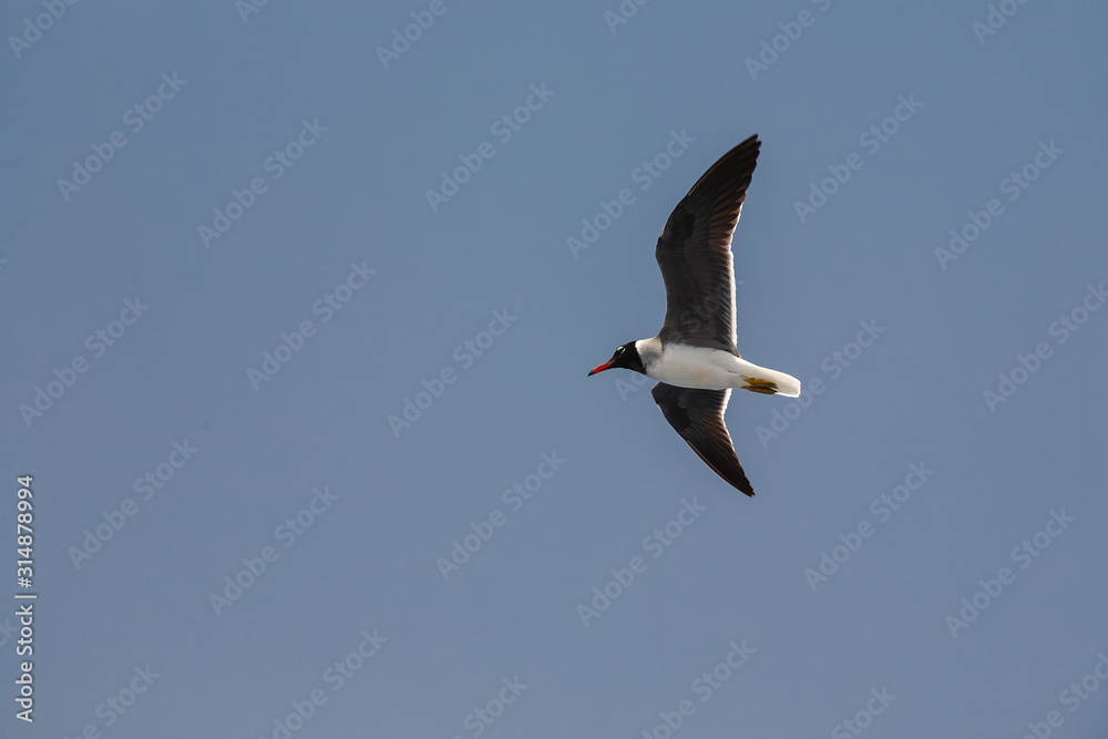 White-eyed Red Sea seagull in flight against blue sky White-eyed Red Sea seagull in flight against blue sky