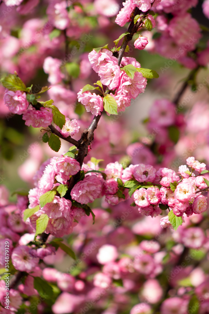 Branches of blooming cherry in the sun, the beginning of spring Branches of blooming cherry in the sun, the beginning of spring