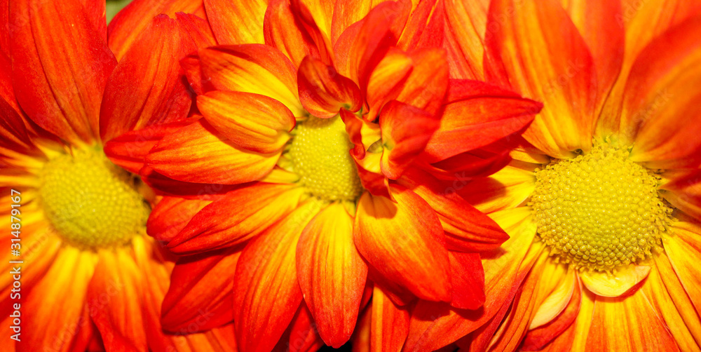 Blooming Mums Blooming Mums
