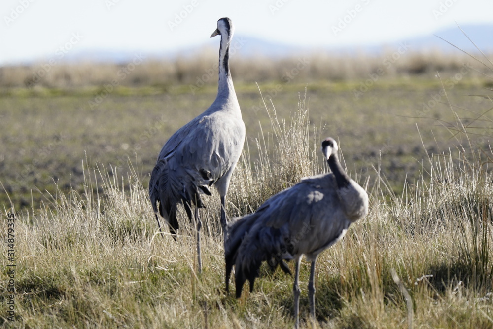 Fototapeta premium common crane