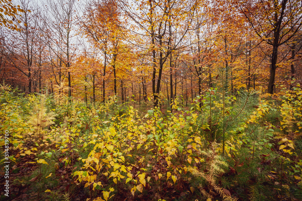 Herbstlich leuchtener Wald