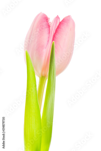 Fototapeta Naklejka Na Ścianę i Meble -  White-pink tulip on white background