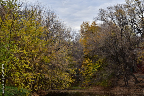 autumn in the forest