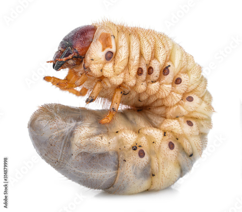 Beetle grub isolated on white background. Coconut rhinoceros beetle. Larva on white background. photo