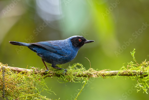 Masked Flower-piercer - Diglossa cyanea, special blue and black perching bird from western Andean slopes, Yanacocha, Ecuador.