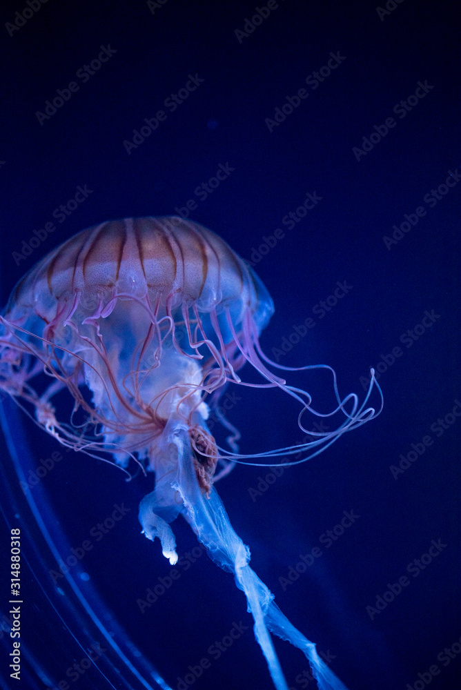 jellyfish jellyfish