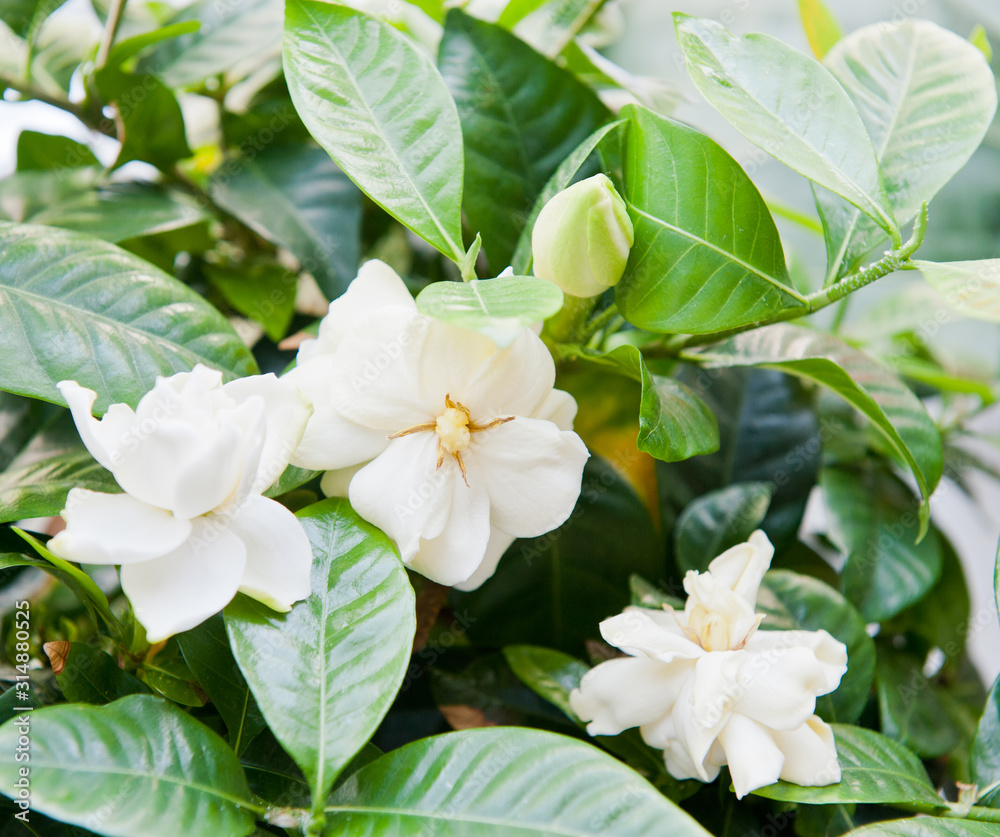 Obraz premium White flowers of Gardenia jasminoides