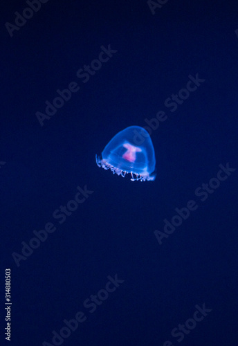 jellyfish