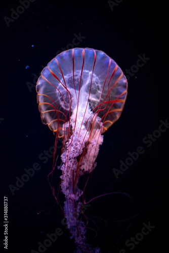 jellyfish