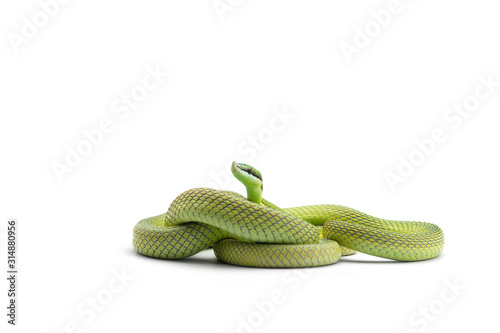 Canvas Print Baron's green racer snake isolated on white background