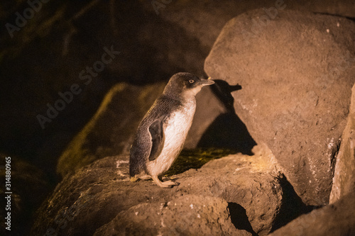 A Quiet Night with Fairy penguins, St. Kilda, Melbourne