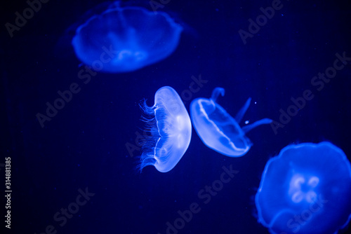 jellyfish