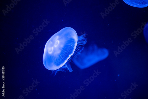 jellyfish