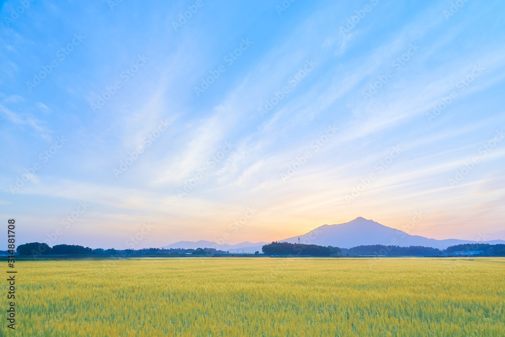 筑波山と麦畑　朝景