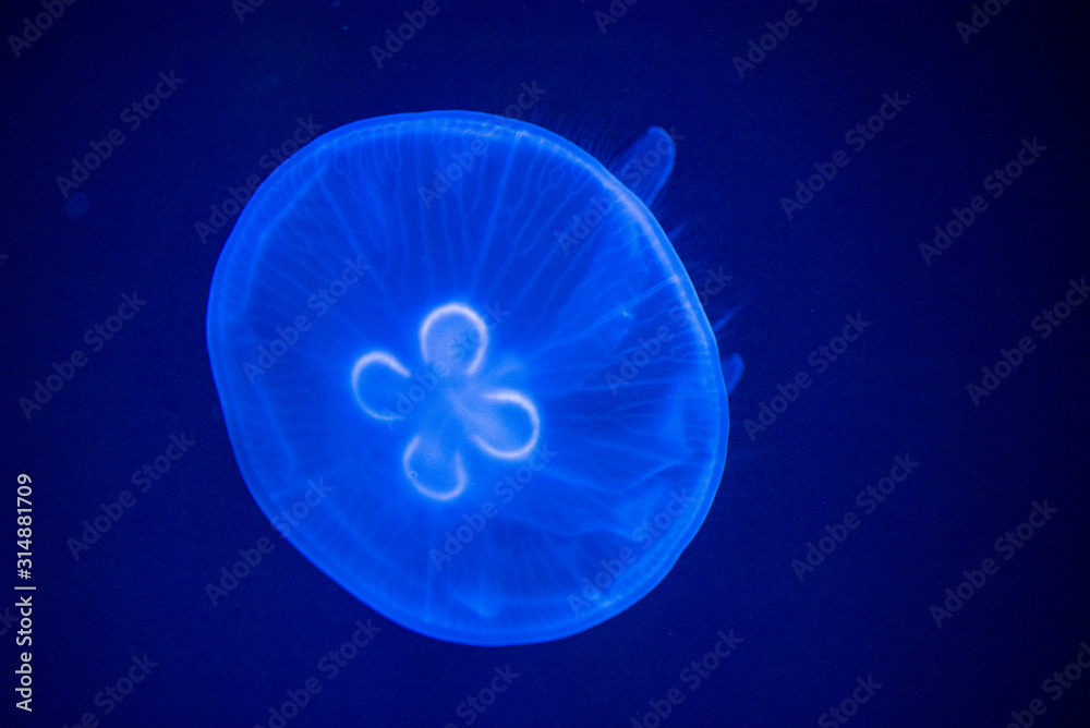 jellyfish jellyfish