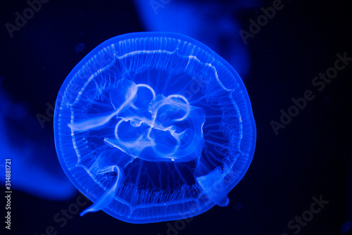 jellyfish